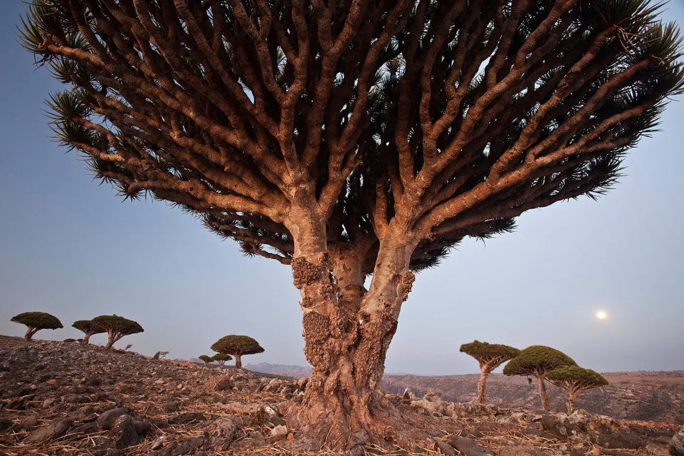 Dragon tree