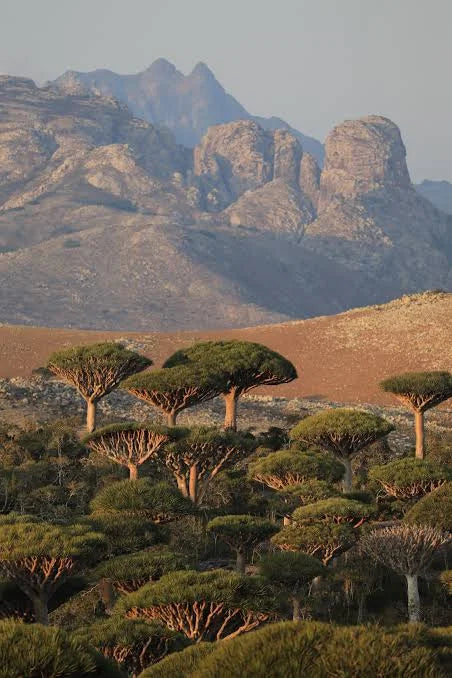 Dragon trees in their native landscape